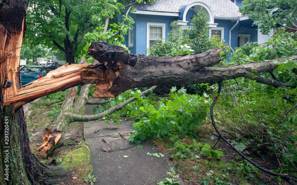 emergency tree service tampa